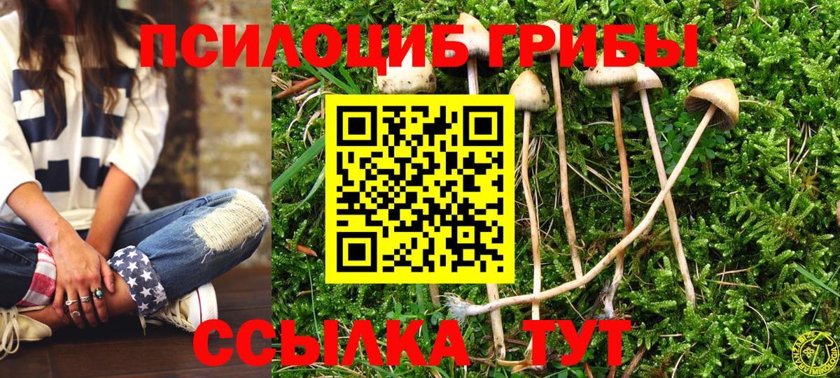 наркота  Псилоцибиновые грибы Cubensis  Вход с VPN  Северобайкальск 